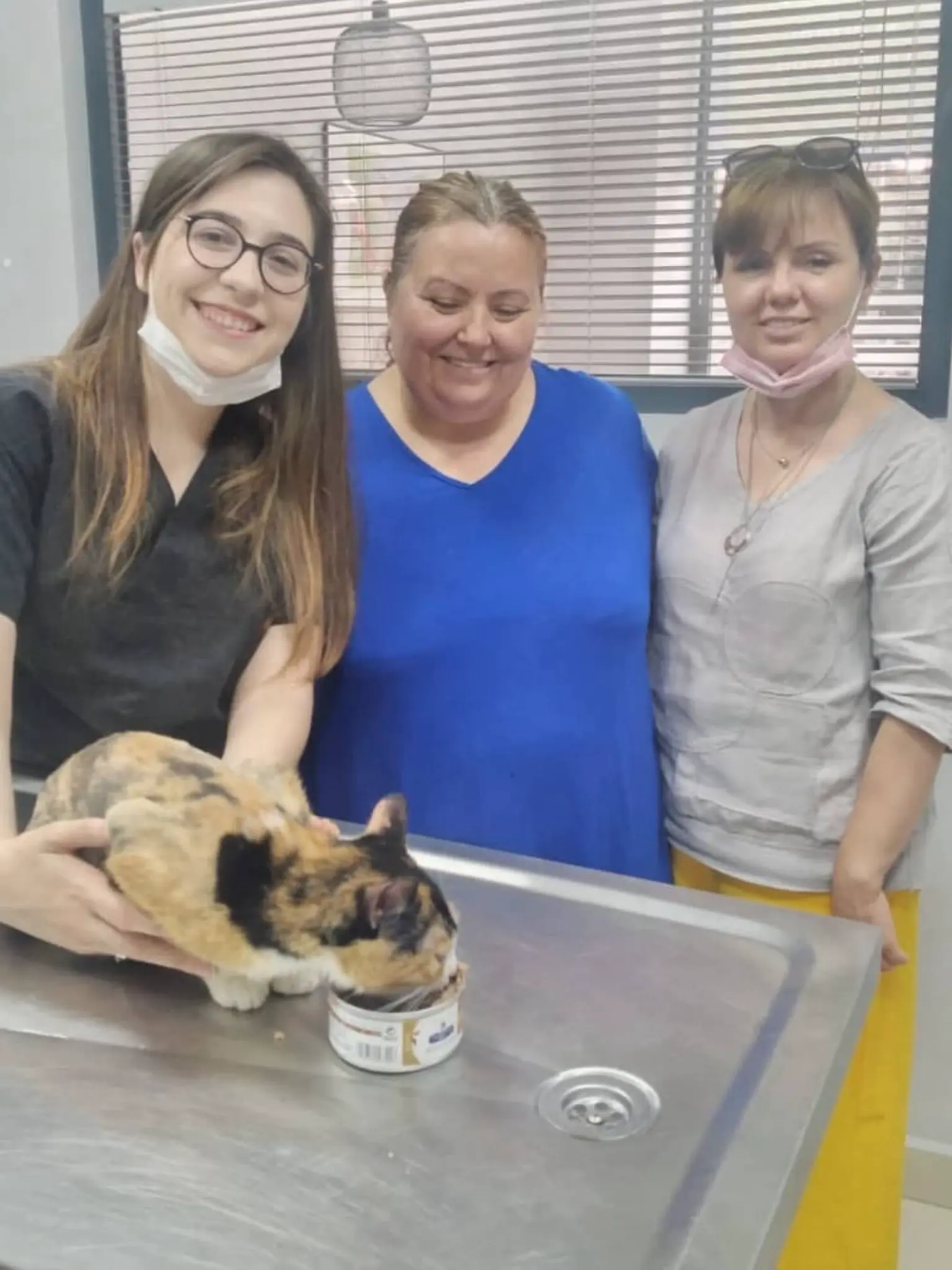 fip-hastaligi-tedavi-edilmis-kedi