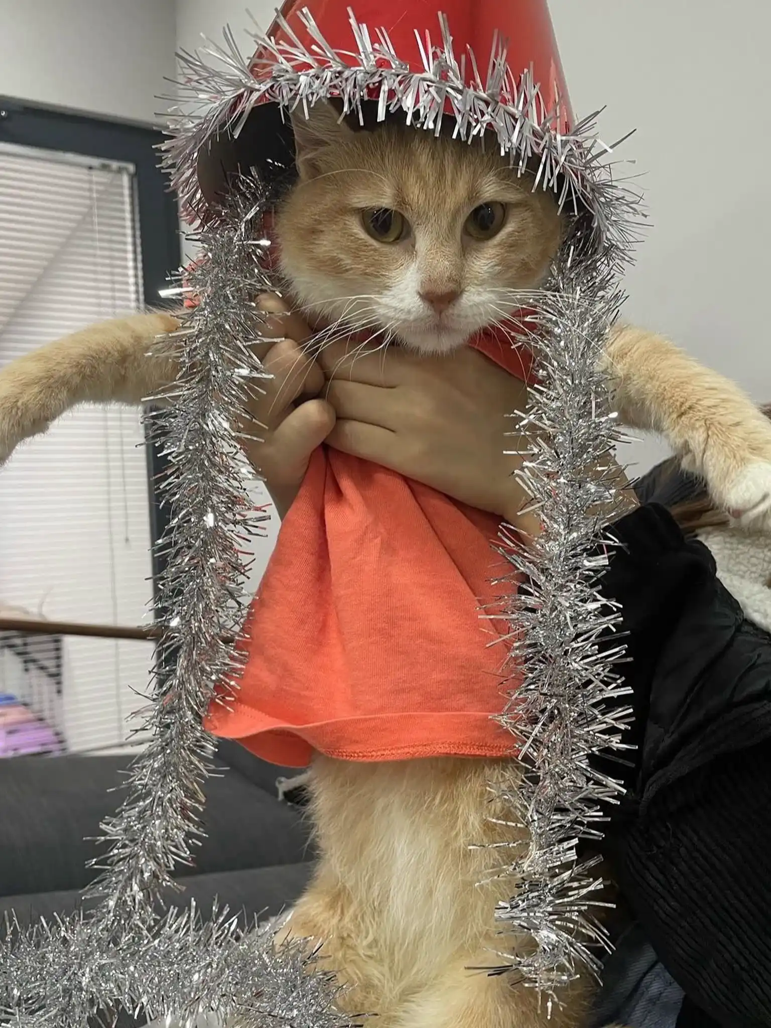 fip-hastaligi-tedavi-edilmis-kedi3